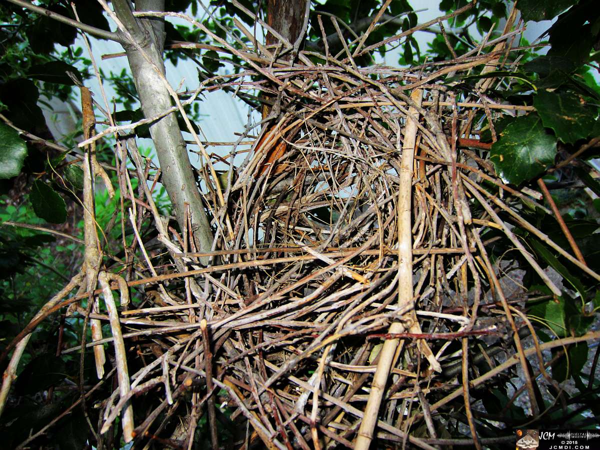 Scrub Jay nest remains slowly falling apart after birds remove inner lining for new nest elsewhere. JCMDI.COM